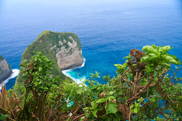 A monkey sits on a tree with a view of the ocean and a cliff on the island of Nusa Penida.