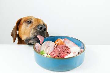 Natural raw dog food Close up portrait of dog trying to eat meat food from a bowl on the table.