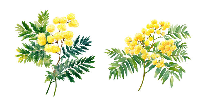 mimosa flowers green leaves, watercolor clipart illustration with isolated background.