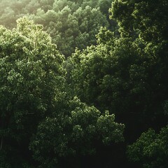 Obraz premium Serene nature with green trees and soft sunlight filtering