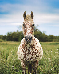 Horses grazing on grassland under blue sky and white clouds