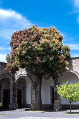 Fototapeta premium casa, arquitectura, árbol, puerta, edificio, gemas, huerta, viejo, flor, flor, casa, calle, viajando, cielo,