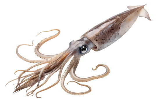 Colossal Squid, Squid, Giant Squid, Giant Calamari, Squid Fish, Calamari Fish, Biggest Squid, Humboldt Squid, Killer Squid, Magnapinna Squid, Octopus and Squid, Octopus Squid, Vampire Squid