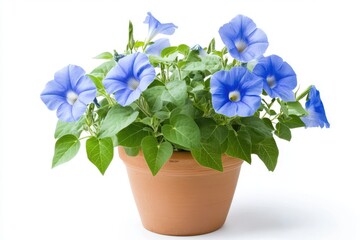 Bush morning glory in a pot isolated on white background showcasing its vibrant purple blooms and lush trailing foliage