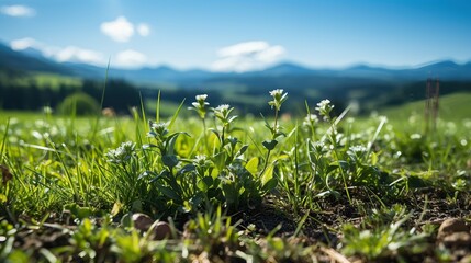 Vibrant Green Grass and Wildflower Landscape Under Clear Blue Sky