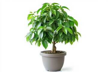 Fototapeta premium Ficus benjamina in a pot isolated on white background highlighting its lush and elegant weeping green foliage