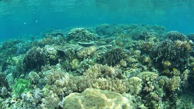 A healthy coral reef grows in extremely shallow water near Olele, North Sulawesi. This area, near Lembeh Strait, lies just above the equator and harbors extraordinary marine biodiversity.
