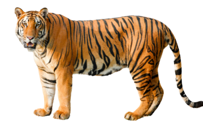 Bengal tiger staring at camera Isolated on a Transparent Background PNG