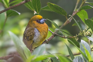 Semnornis frantzii, The prong-billed barbet, native to humid forest