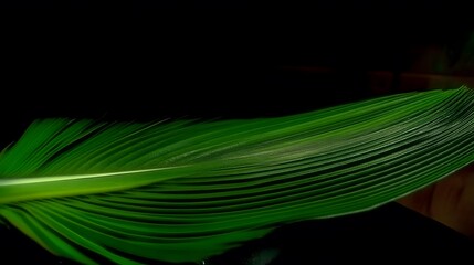 Naklejka premium Green Bird Feather on Black Background, Abstract Image, Texture, Pattern Background, Wallpaper, Cover and Screen for Smartphone, PC, Laptop, 9:16 and 16:9 Format