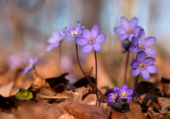 Fioletowe kwiaty Przylaszczki pospolitej w lesie. Wiosna 2025 © mycatherina