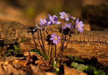 Fioletowe kwiaty Przylaszczki pospolitej w lesie. Wiosna 2025 © mycatherina