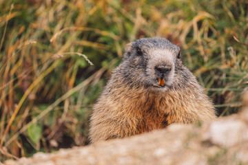 Marmot in Dolomites