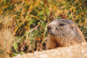 Marmot in Dolomites