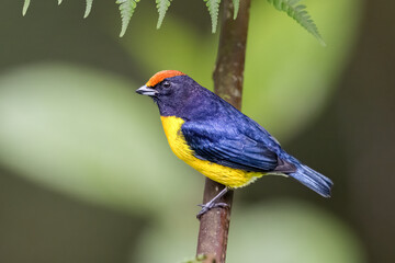 The tawny-capped euphonia, Euphonia anneae is a bird in the family Fringillidae