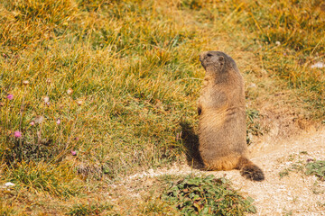Marmot in Dolomites