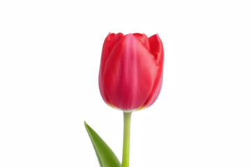 A red flower with a green stem. The flower is the main focus of the image. The flower is in the center of the image and is surrounded by a white background