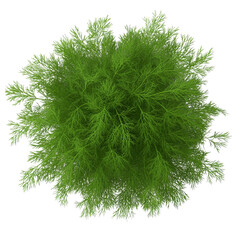 Fototapeta premium A small green plant with long green leaves. The plant is in the center of the image. The leaves are thin and pointy