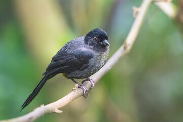 The yellow-thighed brushfinch, Atlapetes tibialis, is a passerine bird