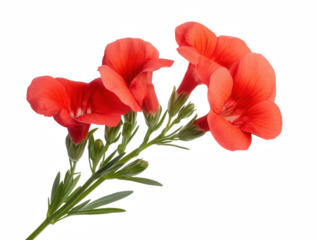 A red flower with a white background. The flower is the main focus of the image. The flower is in full bloom and has a vibrant red color