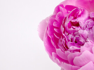 Large Peony Bud on White Background with Copy Space