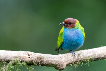 The bay-headed tanager, Tangara gyrola, is a medium-sized passerine bird.