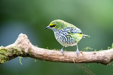 The speckled tanager, Ixothraupis guttata, is a medium-sized passerine bird.
