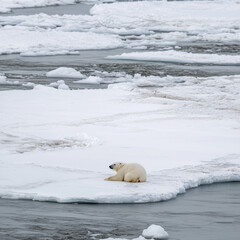 Fototapeta premium Photo of a vulnerable single polar bear on melting ice