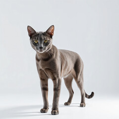 A high-resolution 4K image of a realistic cat standing on a pure white background, ultra-detailed with sharp focus and cinematic lighting.