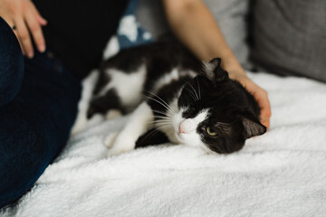 Black and white one-eyed disability cat. Adopt animal