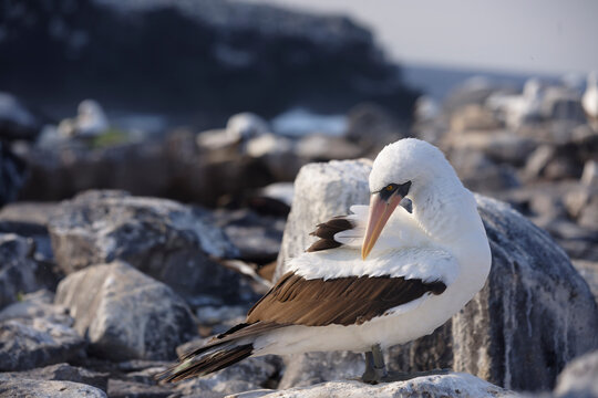 Nazca booby preening on rocky terrain in Galapagos Islands