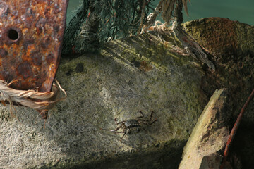 Obraz premium Hermit crab under a dock.