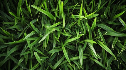 Fototapeta premium A Gardener’s Touch: Aerating a Lawn for Healthier, Greener Grass