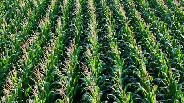 Maize corn field growing in rows, landscape with growing cornfield. Aerial view above Cornfield