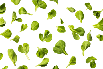 Fresh green baby spinach leaves pattern on black background, cut out transparent