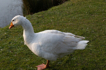 A beautiful white duck standing on one leg