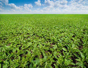 sugar beet field, shiny, fresh green leaves under a beautiful blue sky