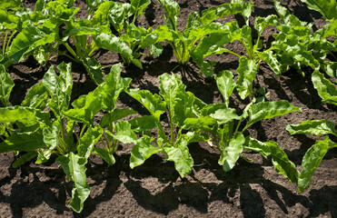 Close-up, top view of green sugar beet leaves in a field under bright sunlight