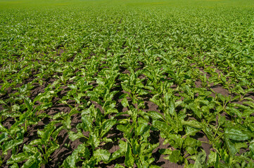 fresh, green leaves of sugar beets fro top view, field with lines stretching