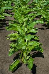 Close-up view from the top on row of green sugar beet leaves at field,