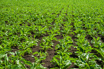 fresh leaves of sugar beets lines, field in rows stretching to the horizon