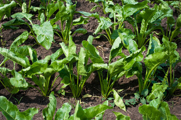 top view Close-up of green sugar beet leaves under bright sunlight