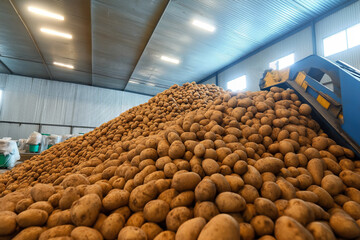Large pile of potatoes is being processed inside a storage facility, highlighting the scale of industrial food processing and the use of modern machinery in agriculture