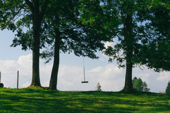 Empty swing in forest