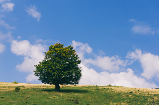 Isolated tree on field