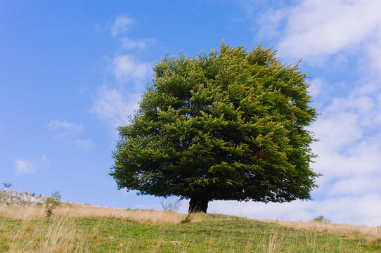 Impressive isolated green tree