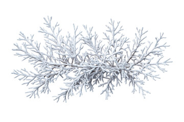 Elegant white coral decoration, detailed, abstract nature, cut out transparent