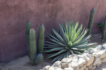 Unique Desert Cactus Succulent Plant Against Concrete Stucco Wall in Mexico Baja California Sur...