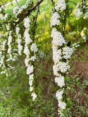 Close-up of white flowers shrub called Pyracantha coccinea. Firethorn berries, rosaceae evergreen shrub. Dog apple, China, the scarlet, European species or red firethorn. Small, bright white flowers.
