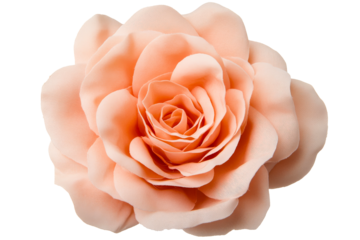 Rose of peach color, flower blossom isolated on black, cut out transparent